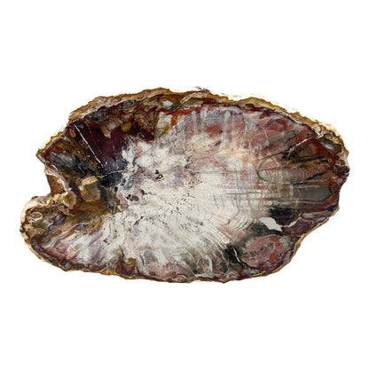 Petrified Wood Slice (11")