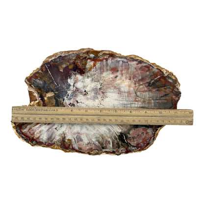 Petrified Wood Slice (11")