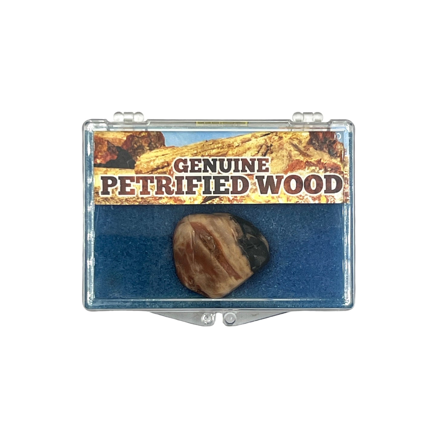 Petrified Wood + Case