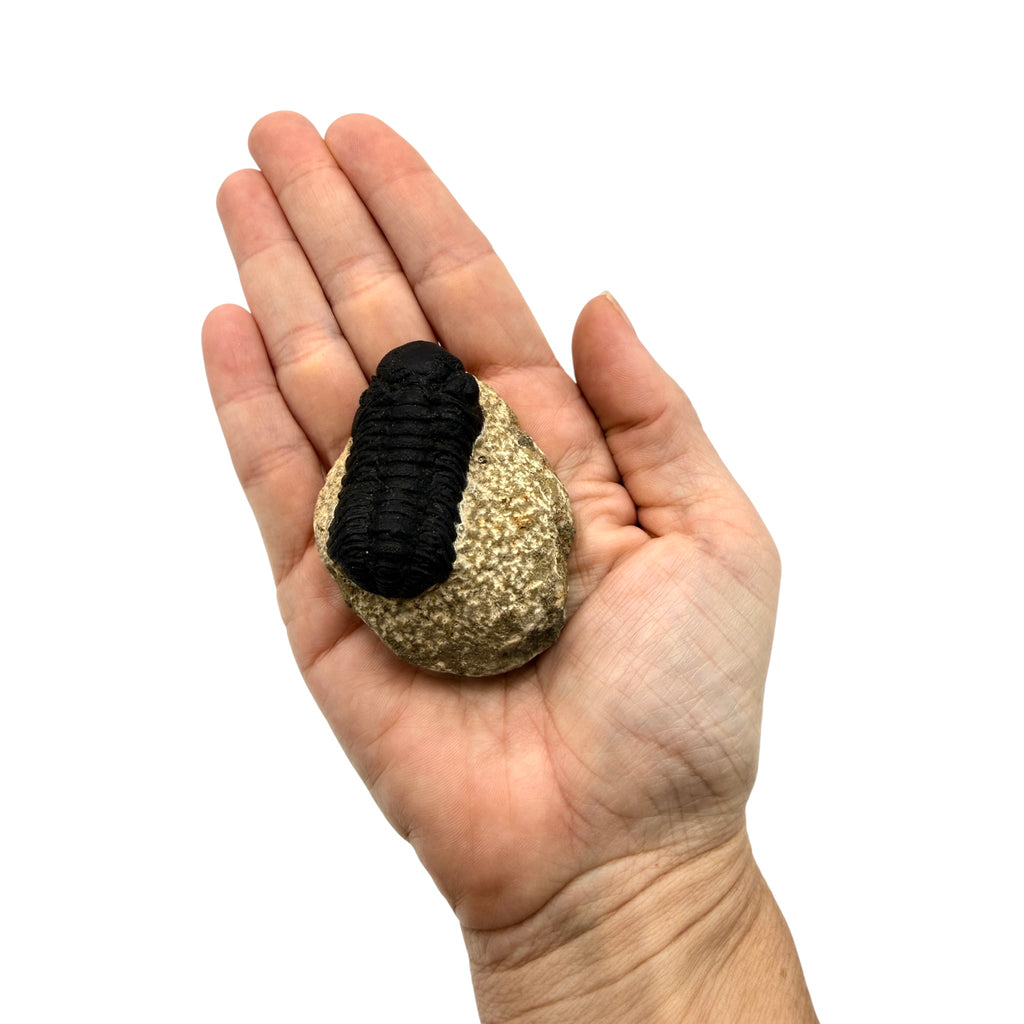 Phacops Trilobite Fossil