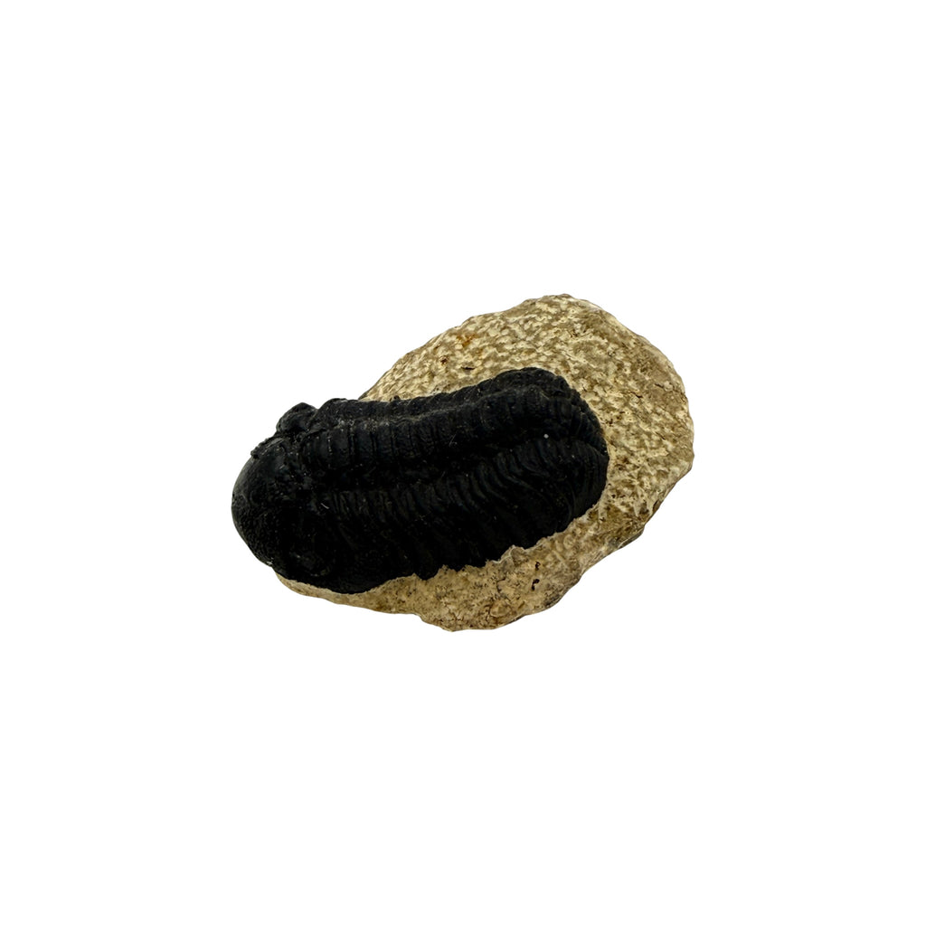 Phacops Trilobite Fossil