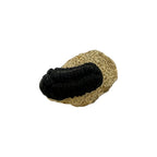 Phacops Trilobite Fossil