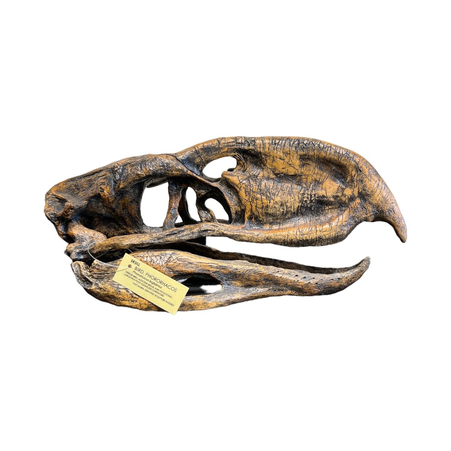 Skull Replica (Phorusrhacos)