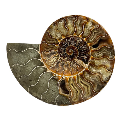 Ammonite (8.25" Halves or Pair)