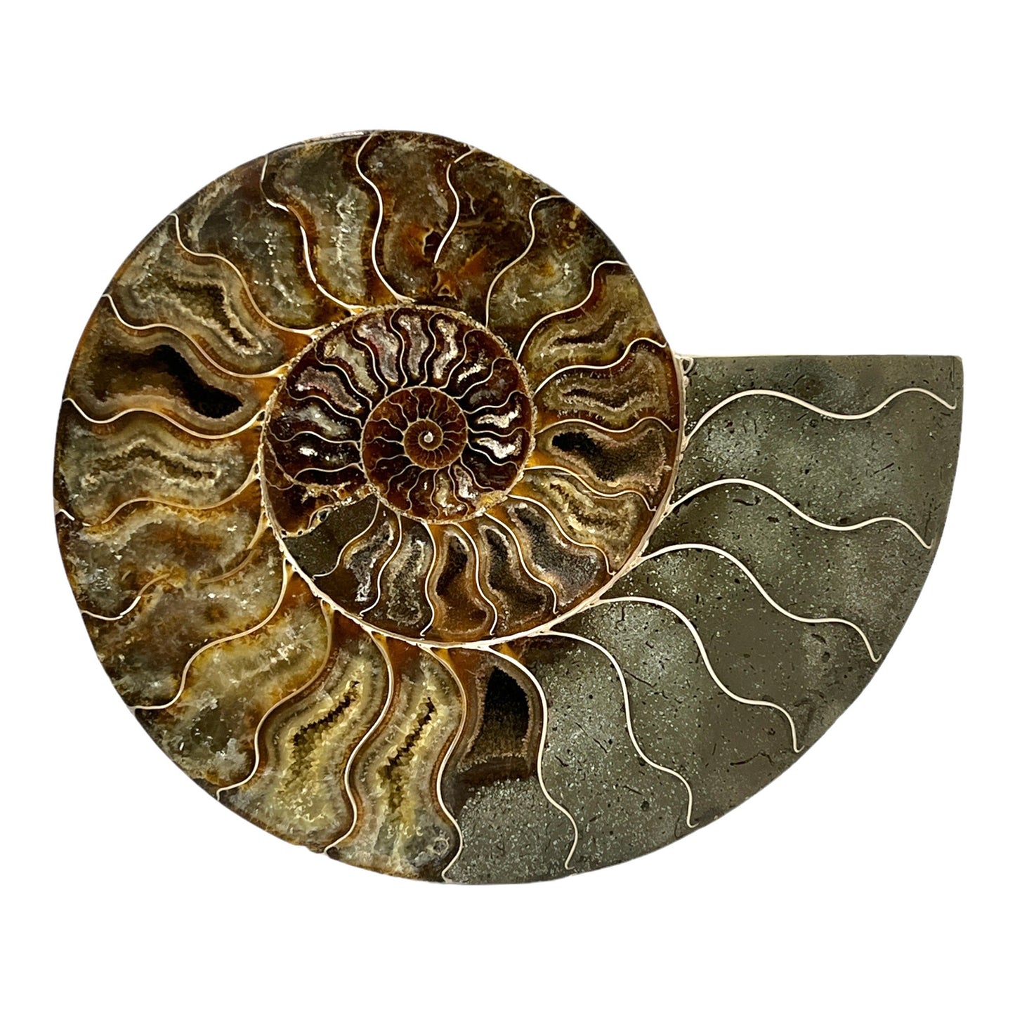 Ammonite (8.25" Halves or Pair)