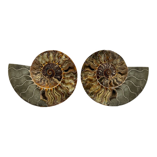 Ammonite (8.25" Halves or Pair)