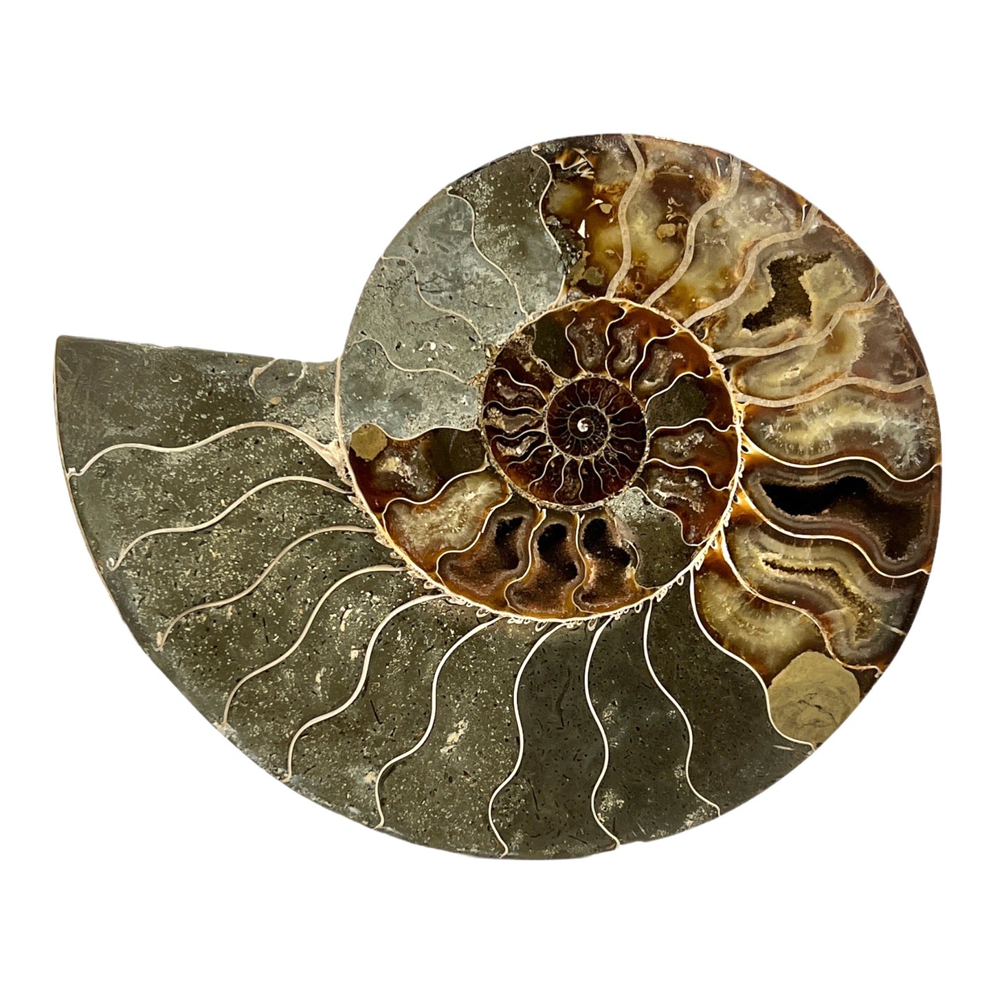 Ammonite (8.375" Halves or Pair)