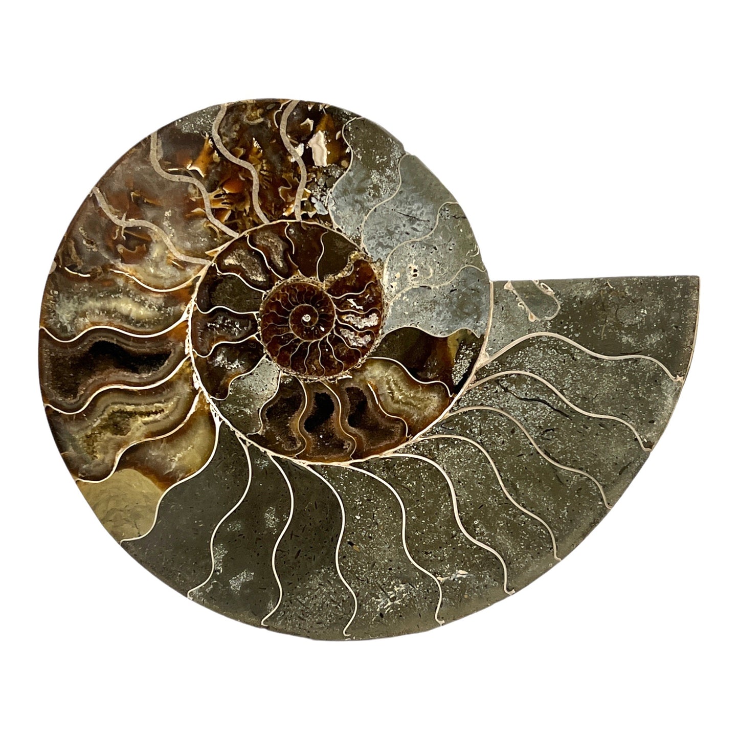 Ammonite (8.375" Halves or Pair)