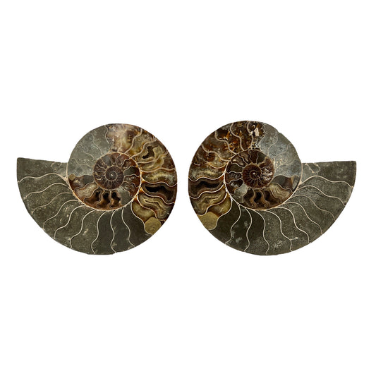 Ammonite (8.375" Halves or Pair)