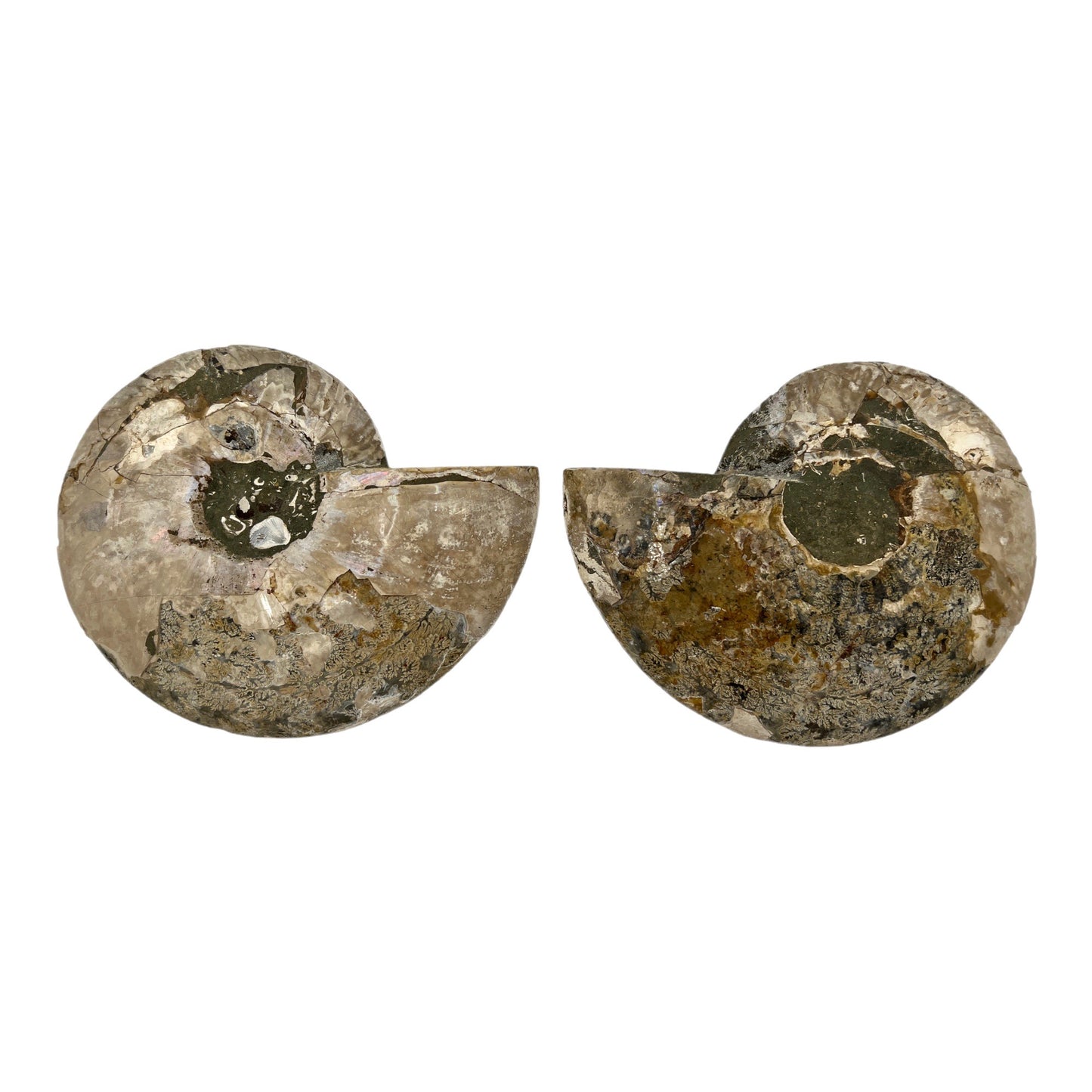 Ammonite (8.375" Halves or Pair)