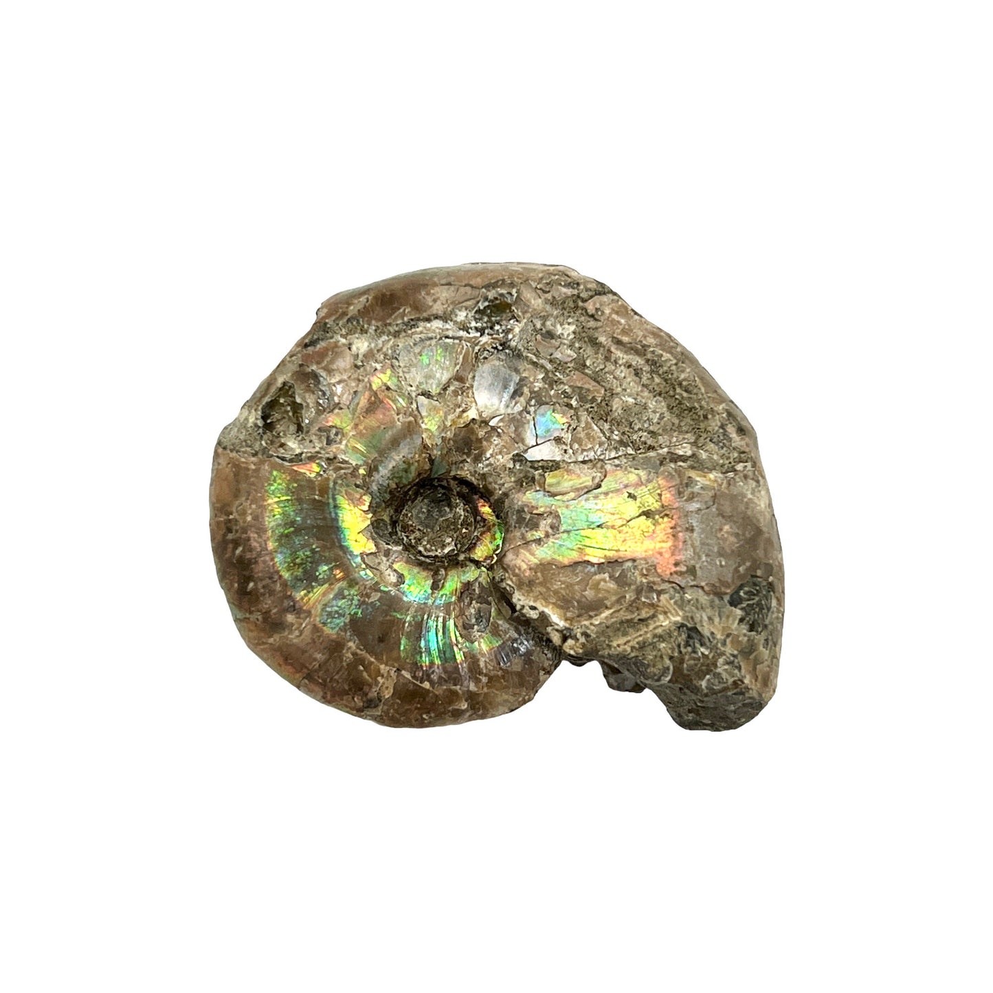 Ammonite (Iridescent)