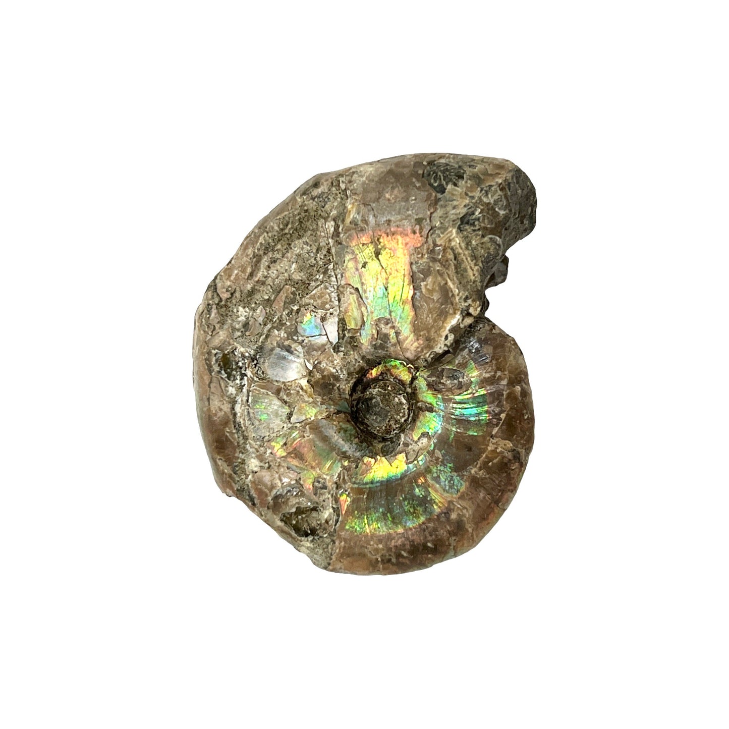 Ammonite (Iridescent)