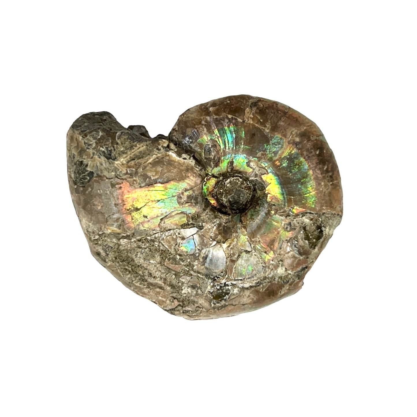 Ammonite (Iridescent)