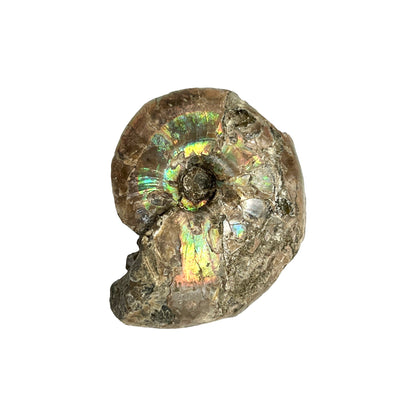 Ammonite (Iridescent)