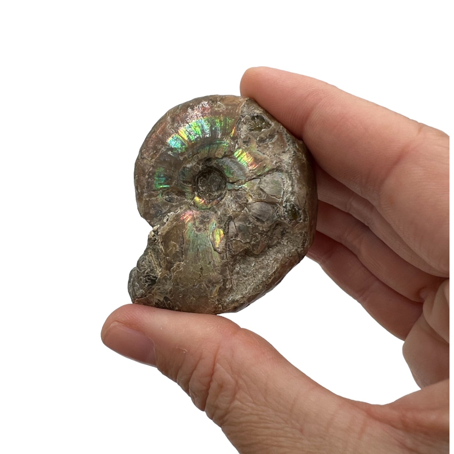 Ammonite (Iridescent)