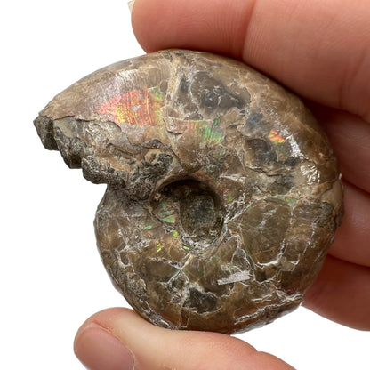 Ammonite (Iridescent)