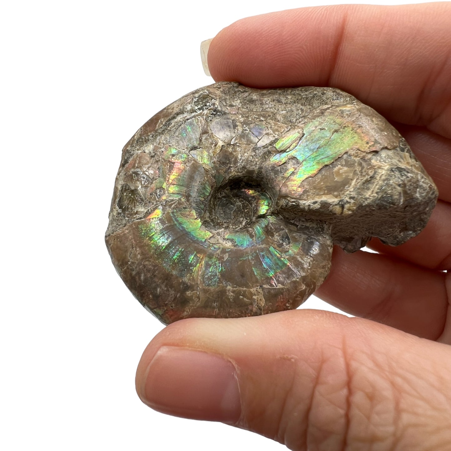 Ammonite (Iridescent)