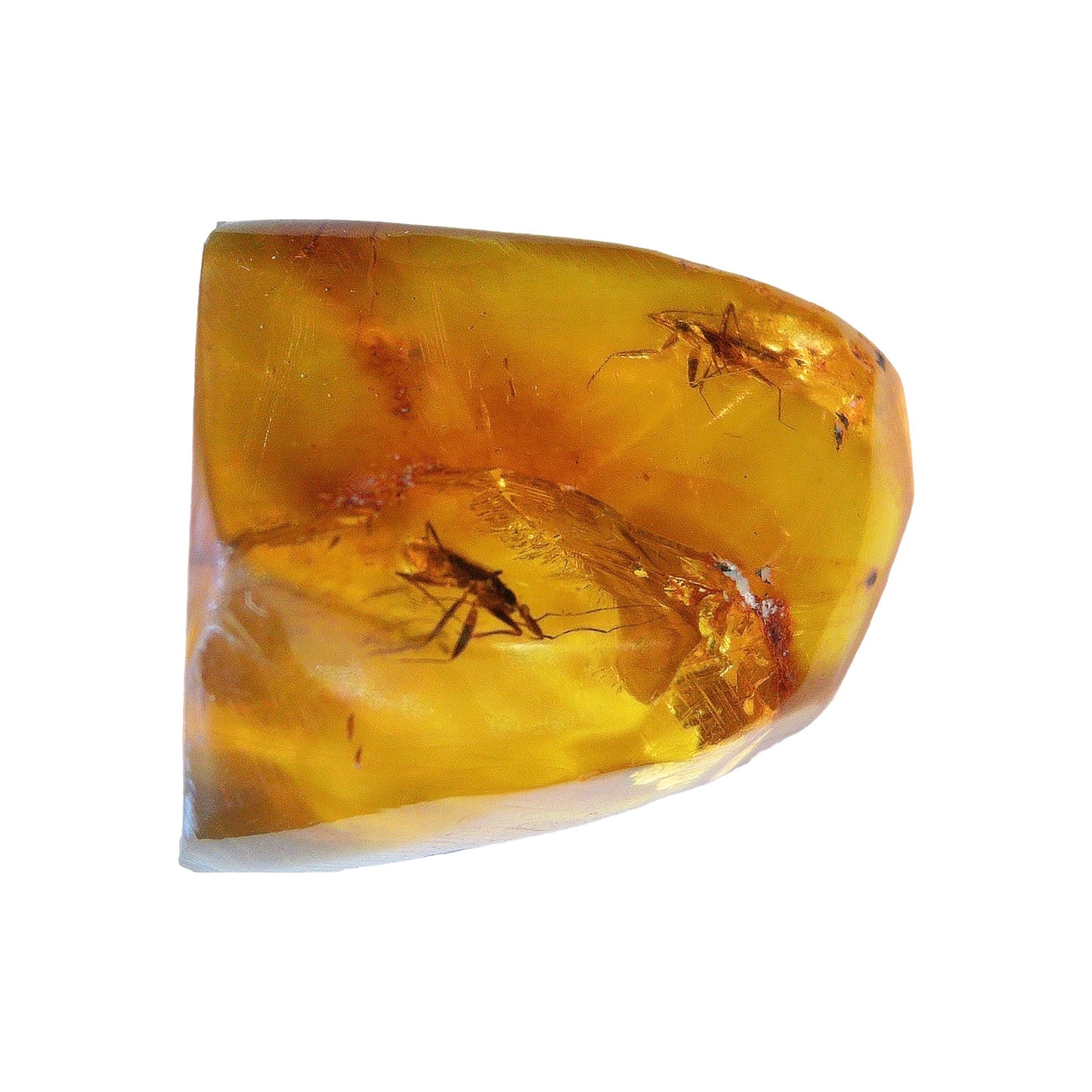 Mexican Amber