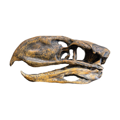 Skull Replica (Phorusrhacos)