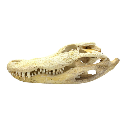 Alligator Skull (16.5")