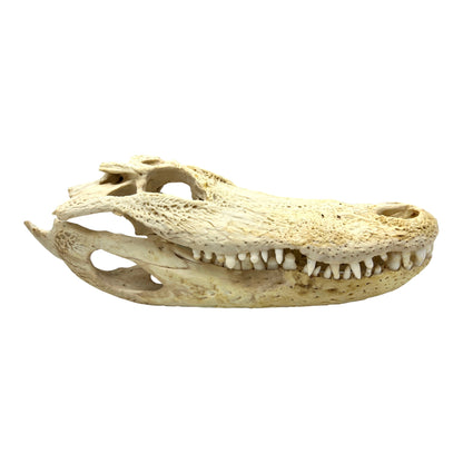 Alligator Skull (17")