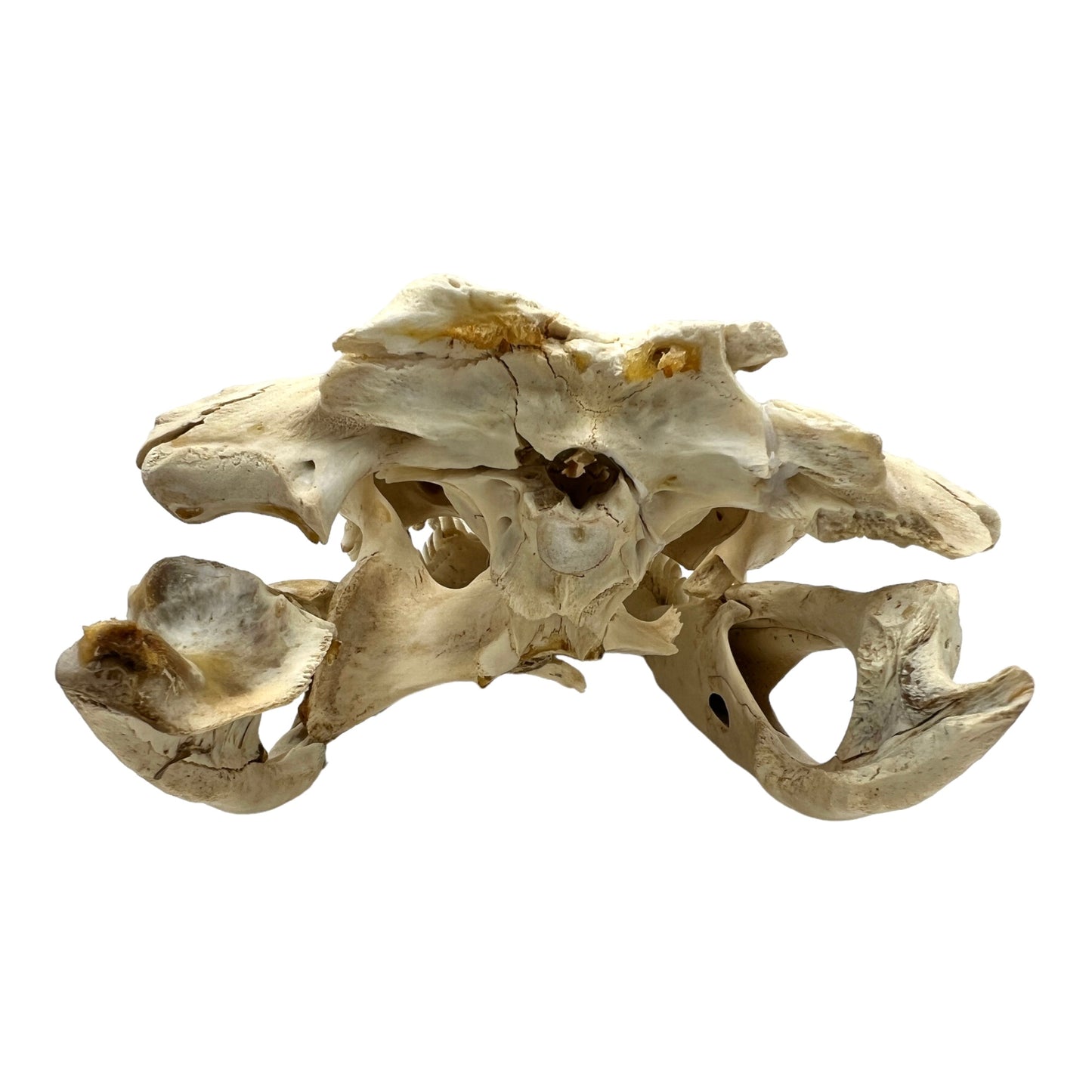 Alligator Skull (17")