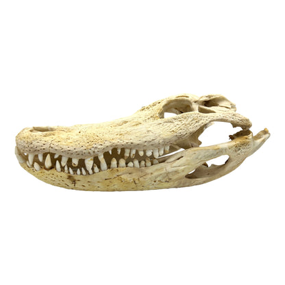 Alligator Skull (17")