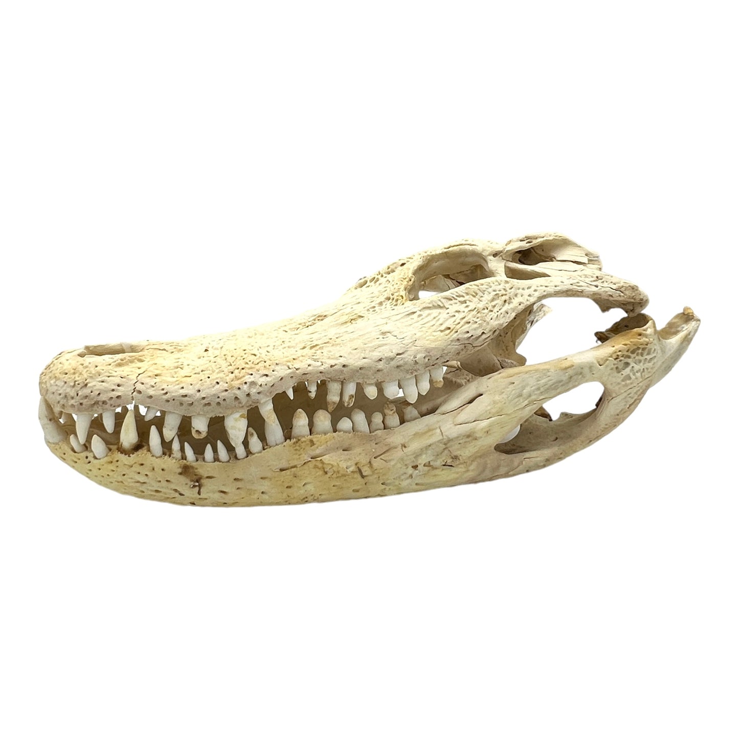 Alligator Skull (17")