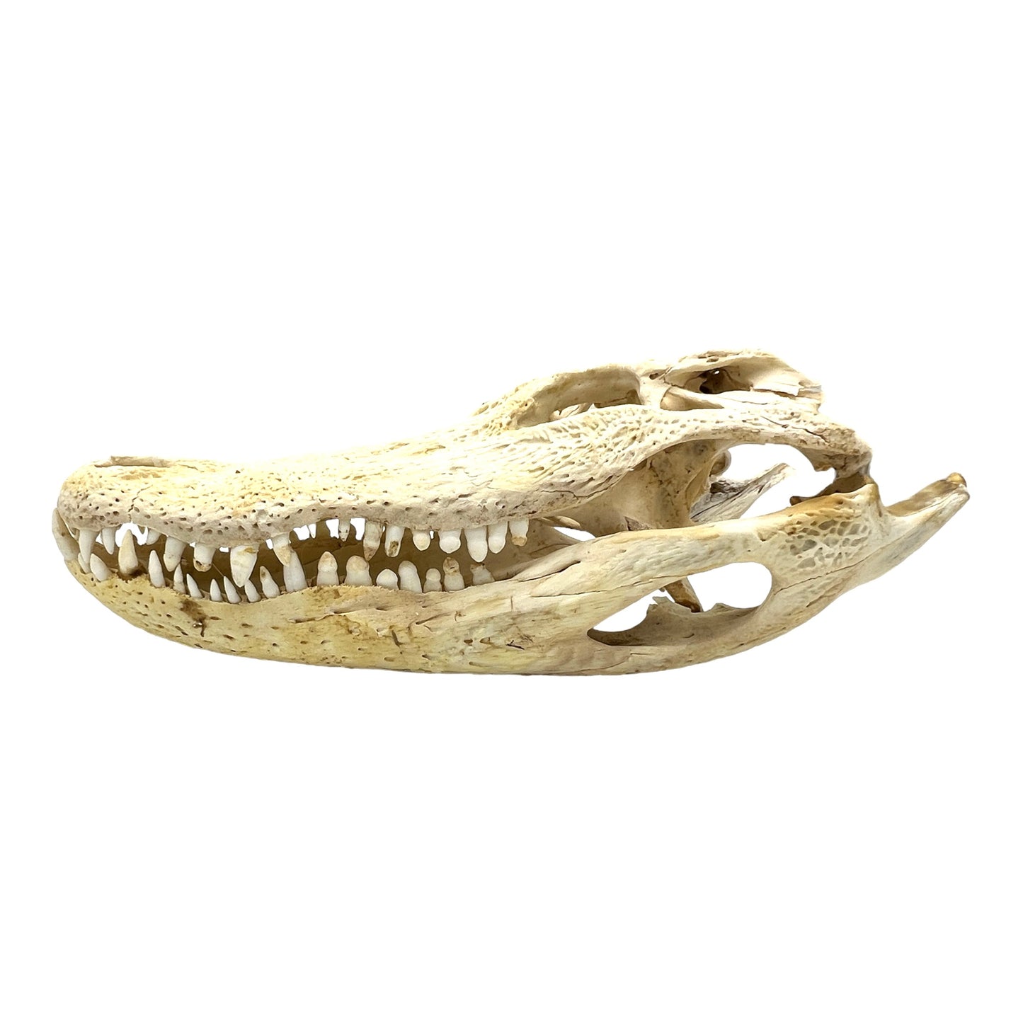 Alligator Skull (17")