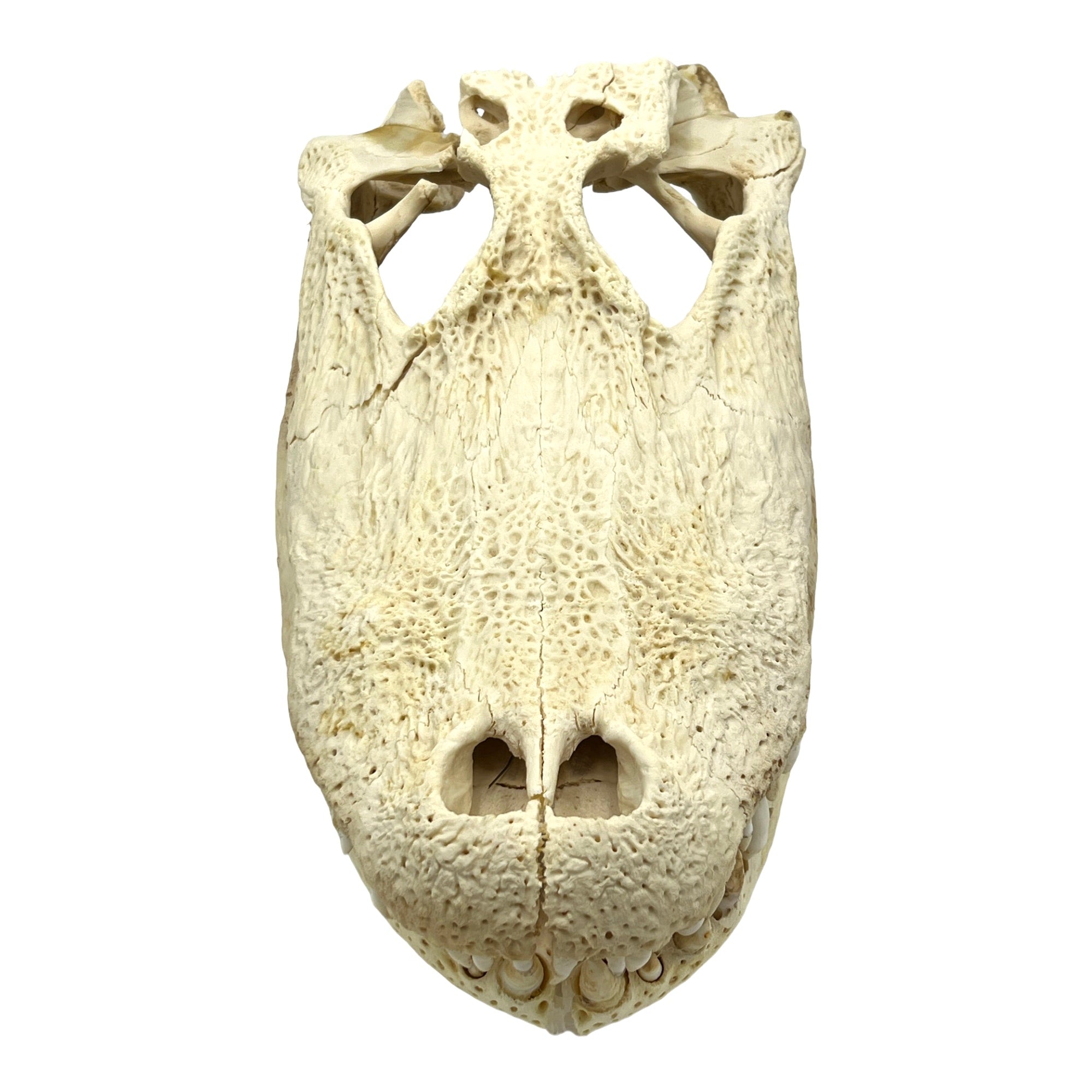 Natural History Specimens & Collectibles | Tyrannostorus
