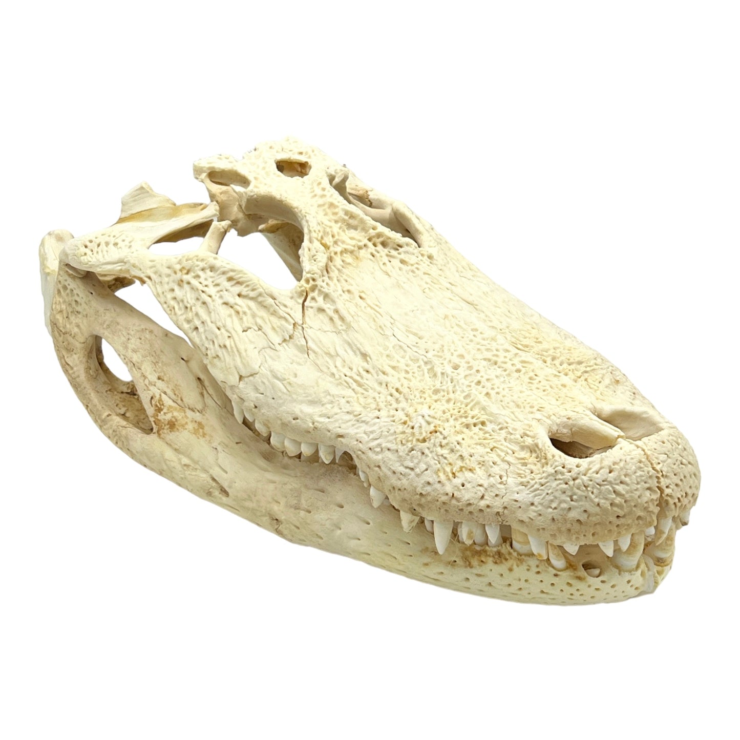 Alligator Skull (17")