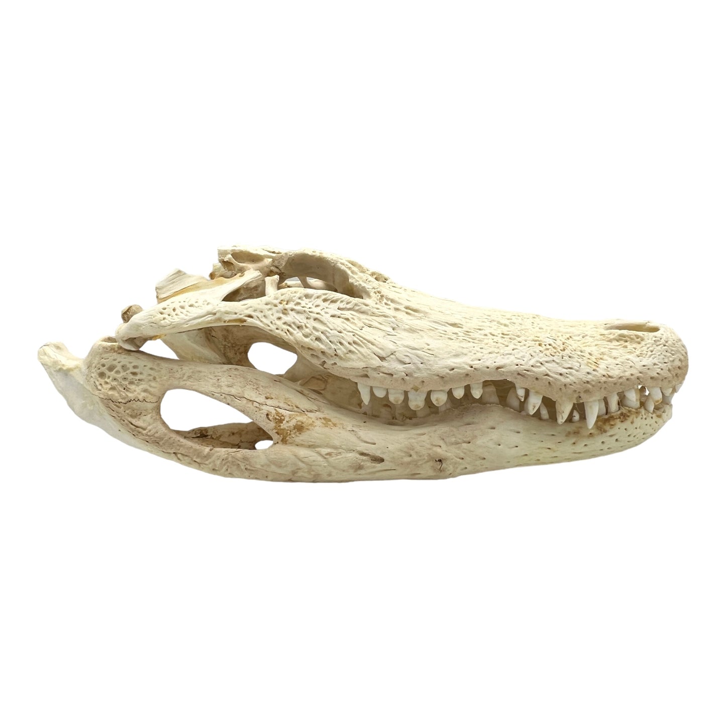 Alligator Skull (17")