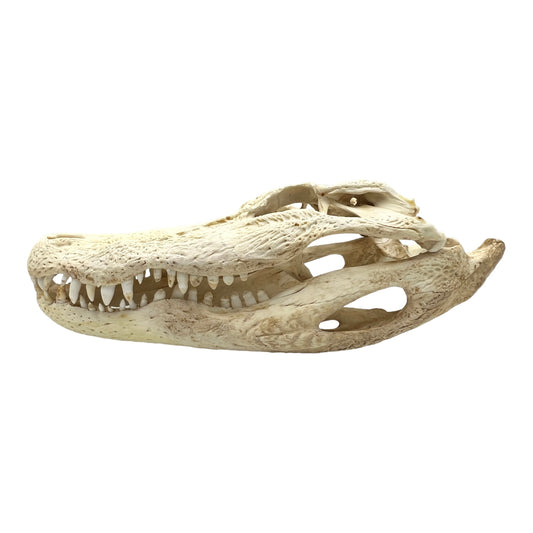 Alligator Skull (17")