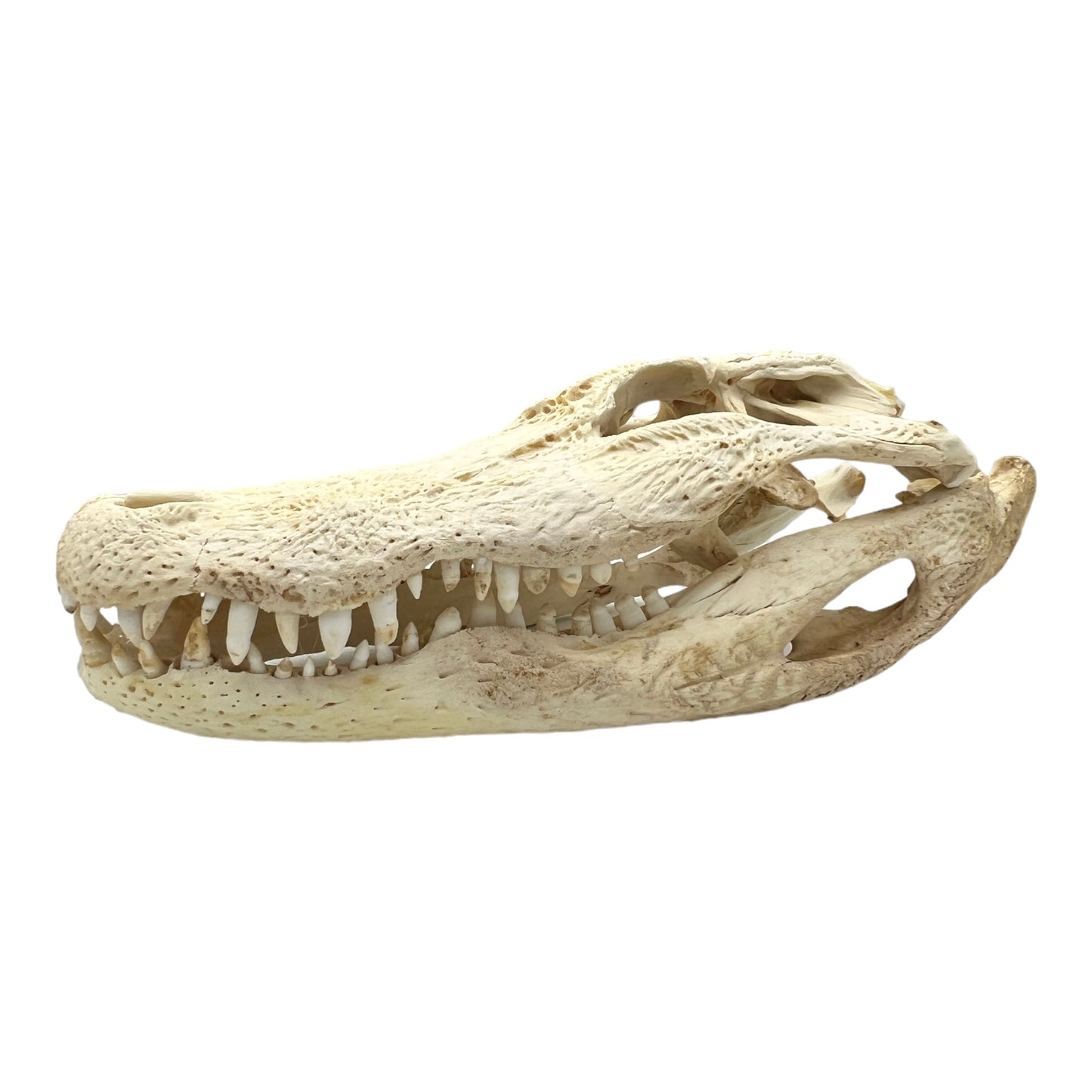 Alligator Skull (17")