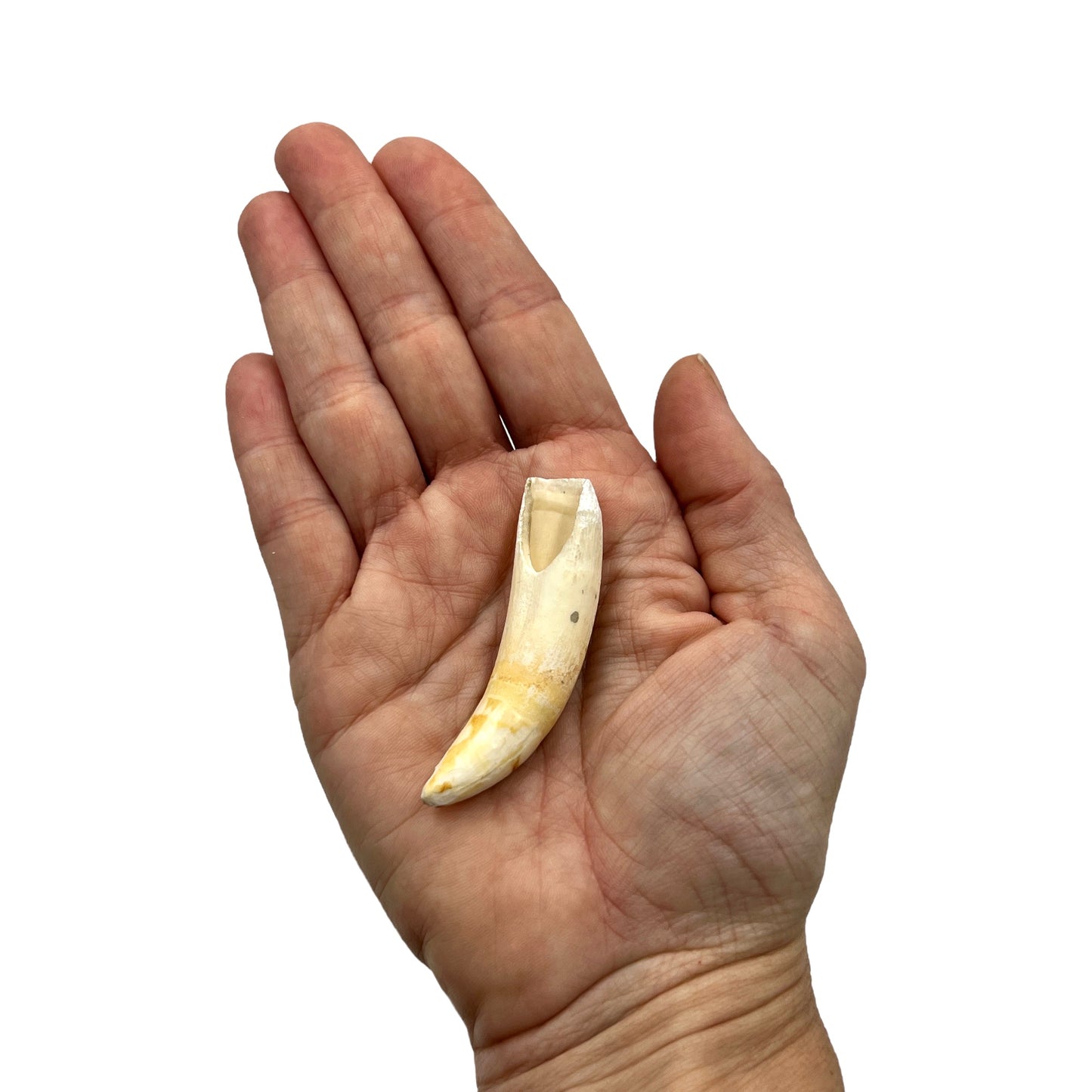 Alligator Tooth