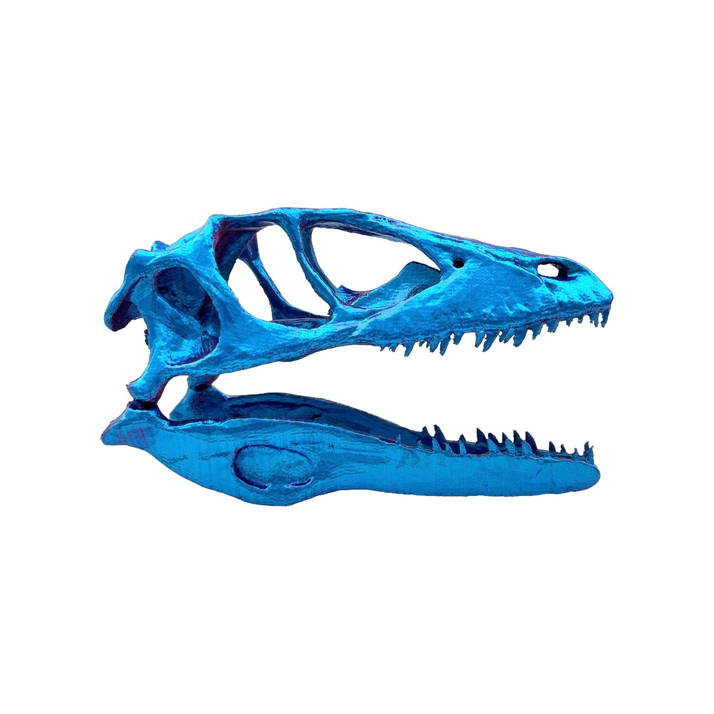 3D Printed Raptor Skull