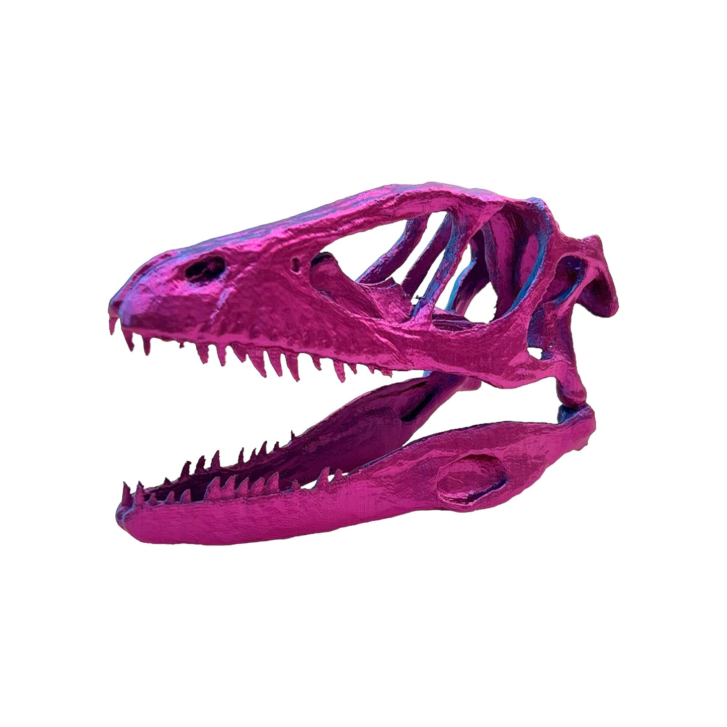 3D Printed Raptor Skull