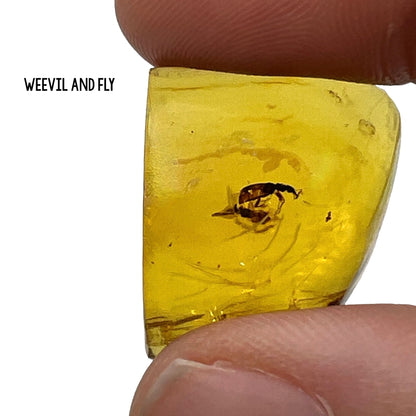 Mexican Amber