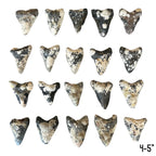 Megalodon Tooth Prep