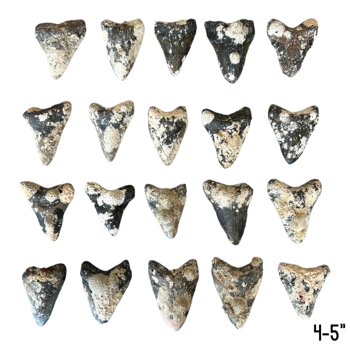 Megalodon Tooth Prep