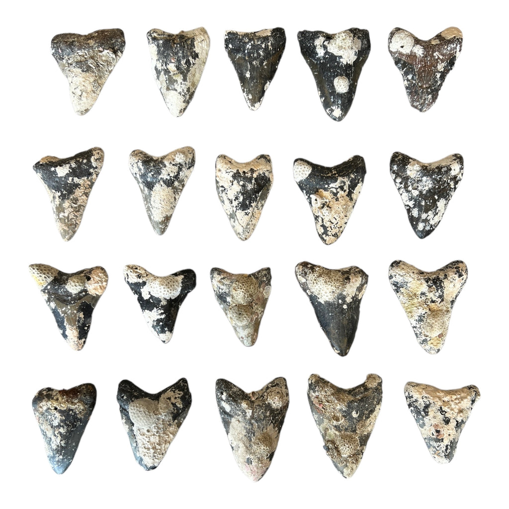 Megalodon Tooth Prep