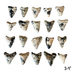 Megalodon Tooth Prep