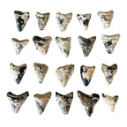 Megalodon Tooth Prep