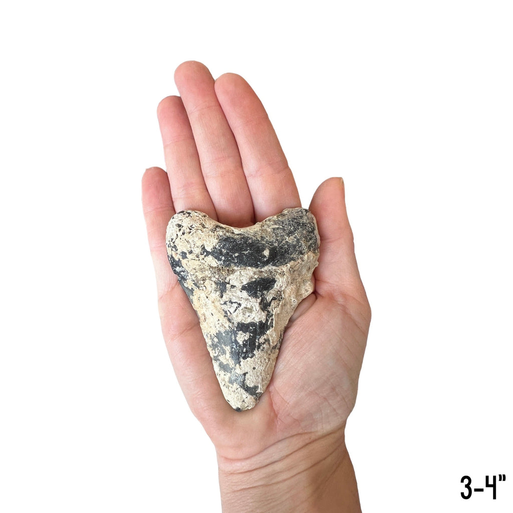 Megalodon Tooth Prep