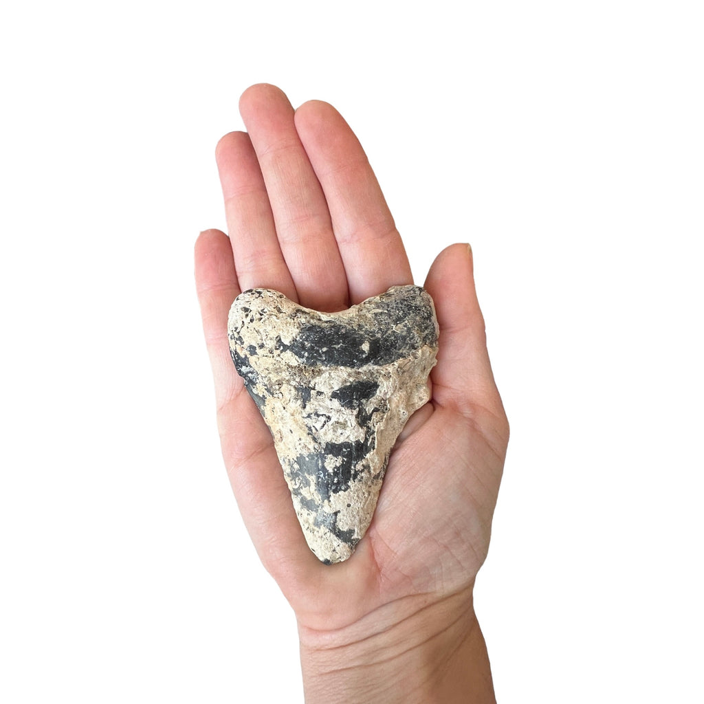Megalodon Tooth Prep