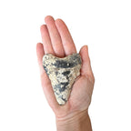 Megalodon Tooth Prep