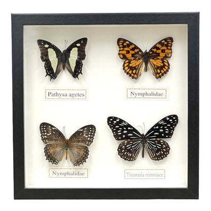 Butterfly Collection