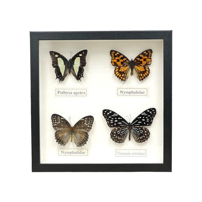 Butterfly Collection