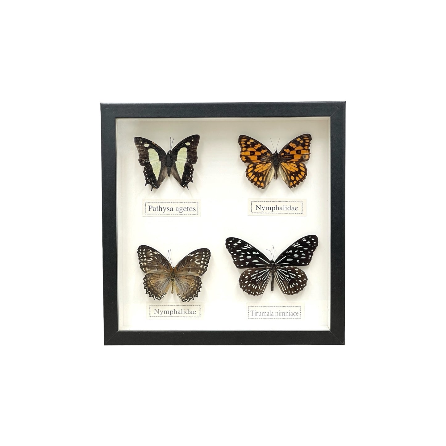 Butterfly Collection