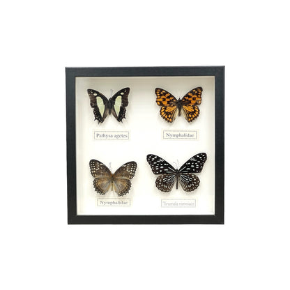 Butterfly Collection